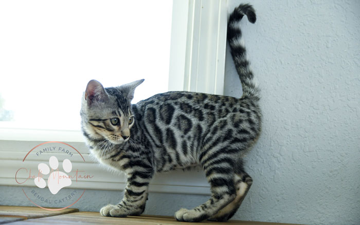 bengal kitten for sale